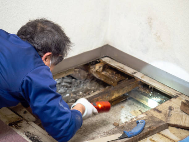Best Black Mold Removal  in Salem, OR