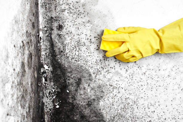 Best Mold Remediation  in Salem, OR