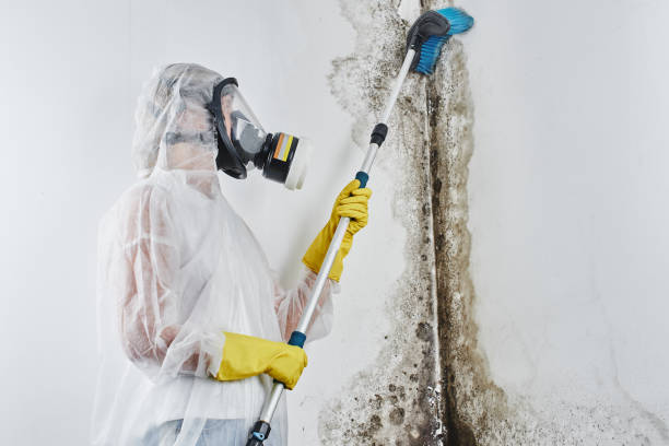 Best Mold Damage Repair  in Salem, OR