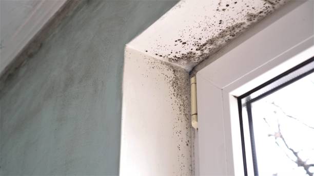 Best Crawl Space Mold Removal  in Salem, OR