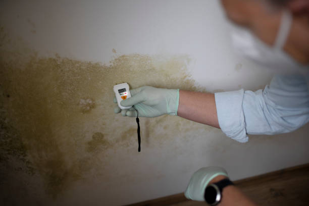 Attic Mold Removal in Salem, OR