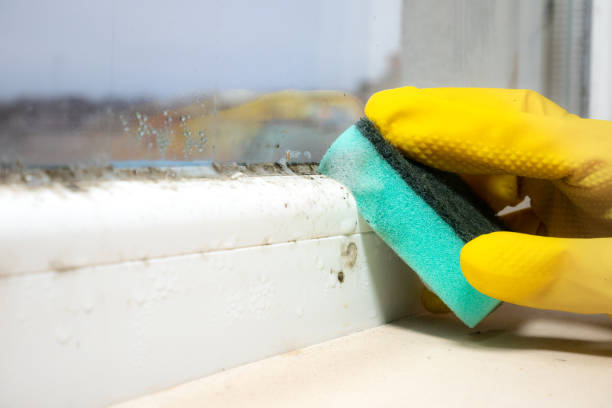 Best Best Mold Removal Companies  in Salem, OR
