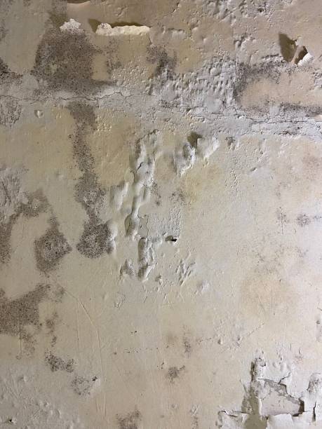 Best Toxic Mold Removal  in Salem, OR