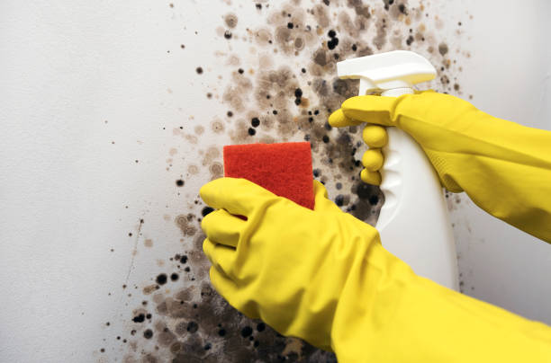 Best Office Mold Removal Services  in Salem, OR