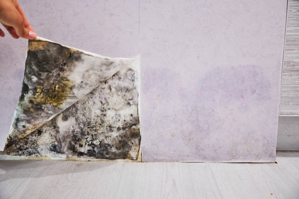 Best Mold Testing  in Salem, OR
